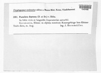 Fusoidiella depressa image